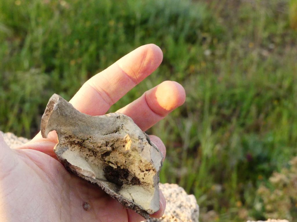 Fossili di ossa o formazione rocciosa?